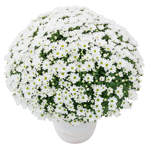 Chryzantema Lumia Blanc biała DUŻA ROŚLINA do postawienia