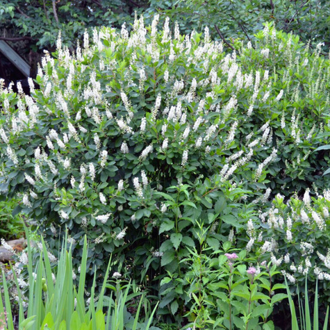 Orszelina olcholistna (C2)