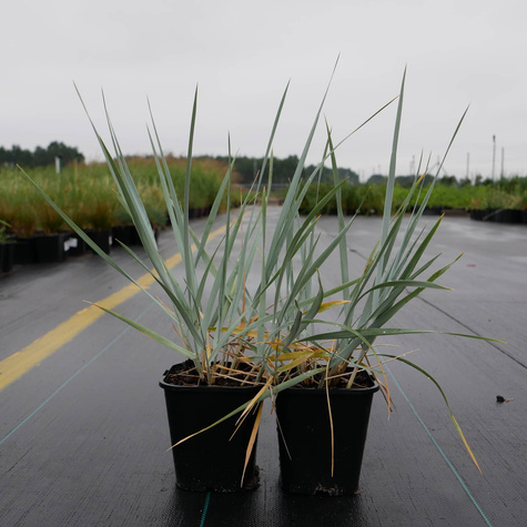 Wydmuchrzyca piaskowa Blue Dune (P9)