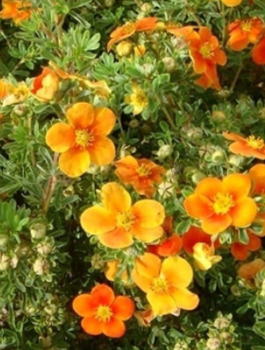 Pięciornik krzewiasty Hopley's Orange