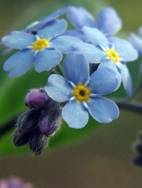 Niezapominajka niebieska sadzonka w doniczce