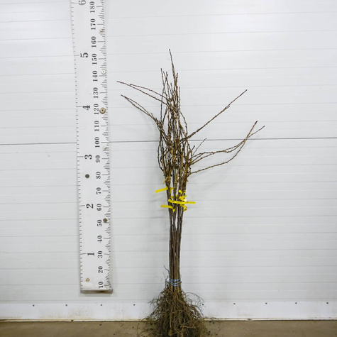 Duo agrest czerwony i porzeczka czerwona na pniu Plant Pack