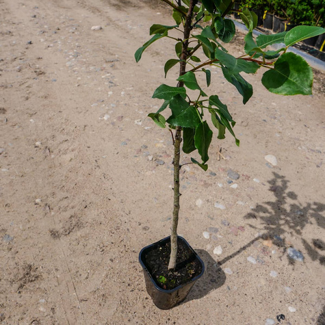 Grusza kaukaska Pyrus caucasica podkładka
