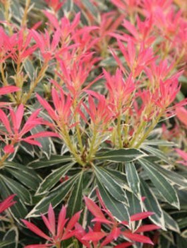 Pieris japoński Flaming Silver (C2)