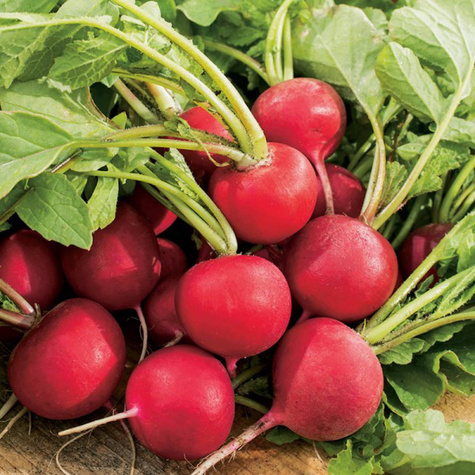 Rzodkiewka Carmen popularna duża 10g