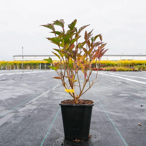 Lilak koreański rozpierzchły Miss Kim (C2)