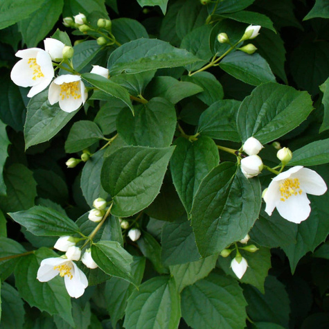 Jaśminowiec 'Manteau d'Hermine'