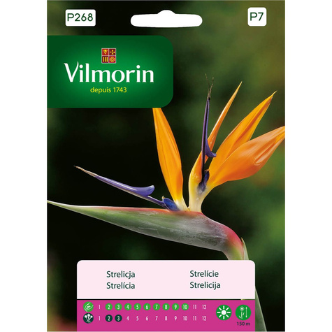 Strelicja królewska Rajski ptak 10 szt