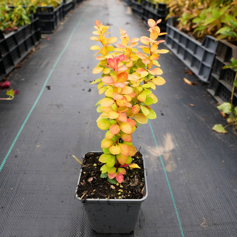 Berberys thunberga Neon Gold (P9)