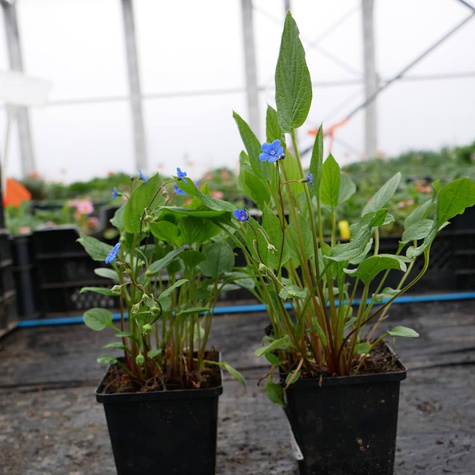 Ułudka wiosenna (C2)