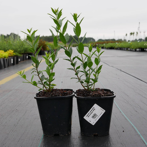 Ligustr pospolity Atrovirens (C2)