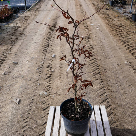 Buk pospolity Atropunicea Jeden z piękniejszych (C2)