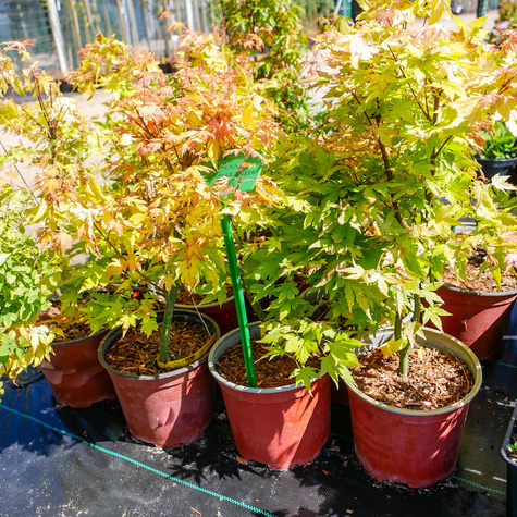 Klon palmowy Orange Queen (C2)