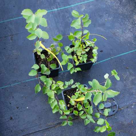 Tawuła van Houtte'a (P9)