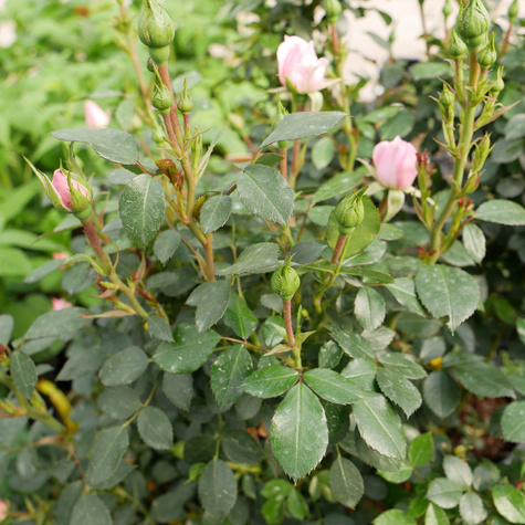 Róża rabatowa Różowa