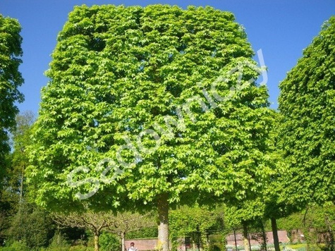 Klon polny obw. 8-10cm