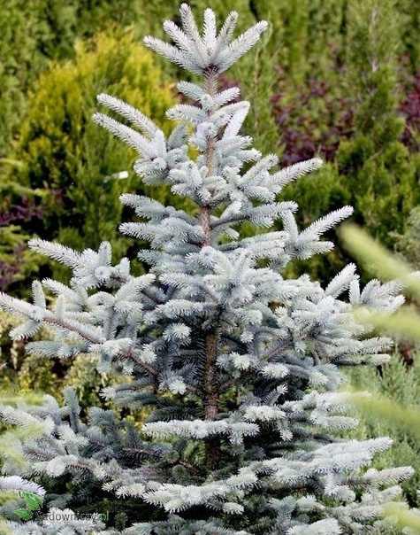 Świerk kłujący Dolores