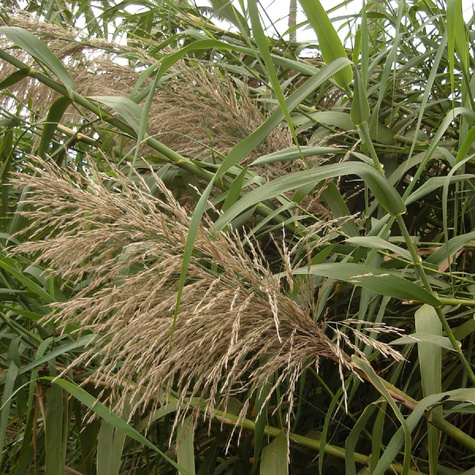 Miskant kwiecisty Jubilaris