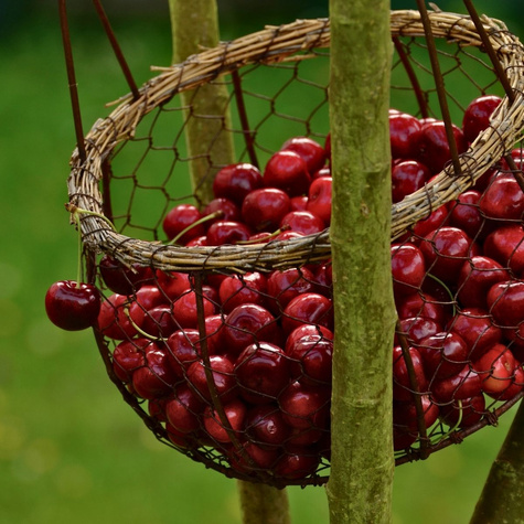 Czereśnia Majówka wczesna Plant Pack