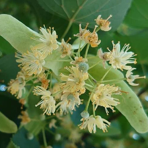 Lipa drobnolistna Green Globe (C5)