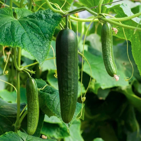 Ogórek gruntowy sałatkowy Vert Long Maraichen BIO 2g