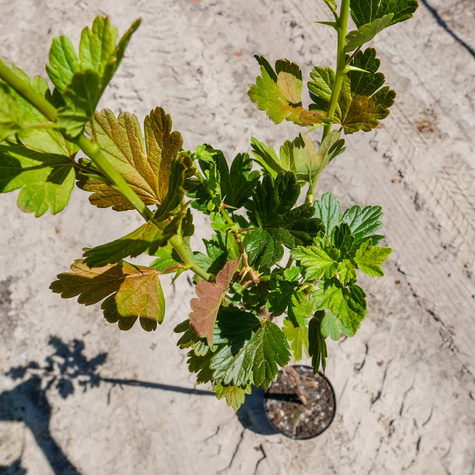Agrest biały Invicta na pniu w doniczce