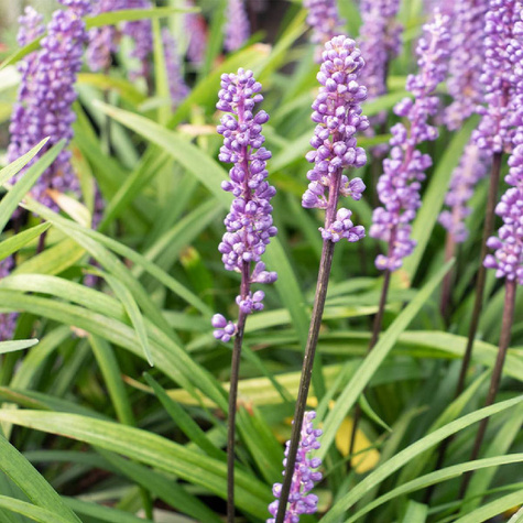 Liriope szafirkowata Variegata (C2)