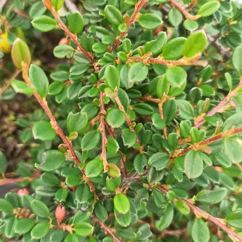 Irga płożąca Queen of Carpet (C2)