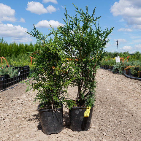 Żywotnik olbrzymi 'Atrovirens' (C2)