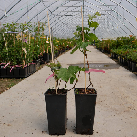 Winorośl winogrona A1704 bezpestkowa