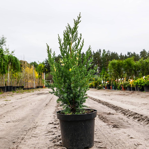 Jałowiec chiński Stricta Variegata dwubarwny