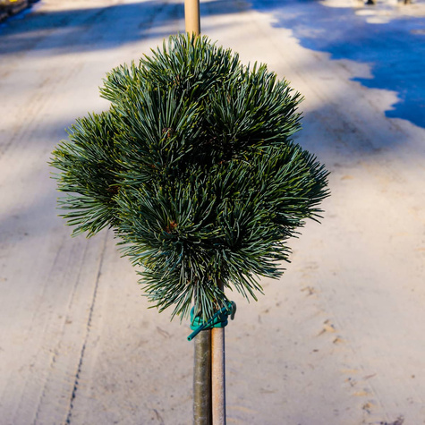 Sosna drobnokwiatowa ‘Kin-Po’ Pa 50