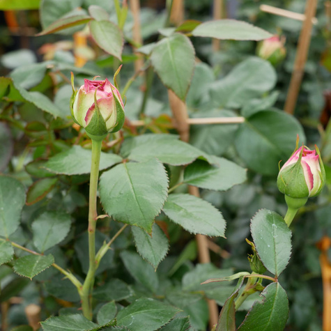 Róża pnąca Eden Rose (C2)