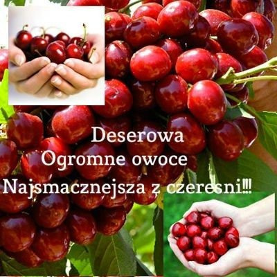 Czereśnia SAMOPŁODNA Staccato w doniczce (C2)