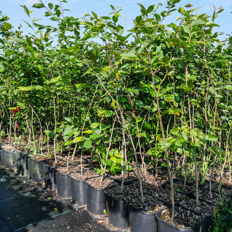 Buk zwyczajny w pojemniku Aleje Parki Żywopłoty pospolity (C2)