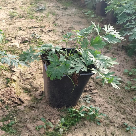 Sasanka zwyczajna Pulsar White (C2)