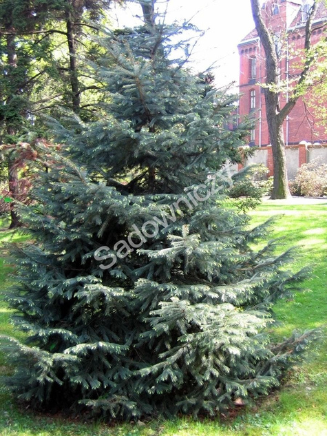 Świerk Engelmana (C2)