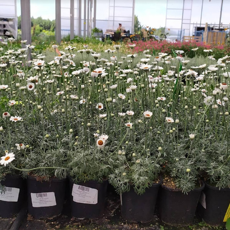 Stokrotka marokańska Casablanca (C2)