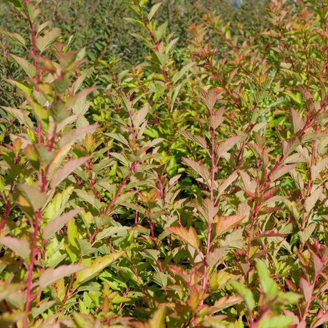 Pęcherznica kalinolistna Raspberry Lemonade (P9)