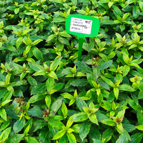 Lobelia okazała Starship Burgundy (C2)