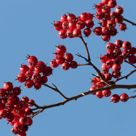 Głóg kulisty jednoszyjkowy szczepiony