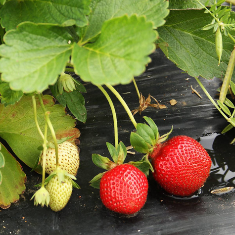 Truskawka HOLY śr. wczesna sadzonki truskawek Frigo POLSKA ODMIANA 10 szt
