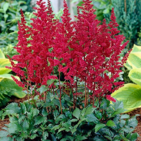 Tawułka chińska Vision in Red (C2) 