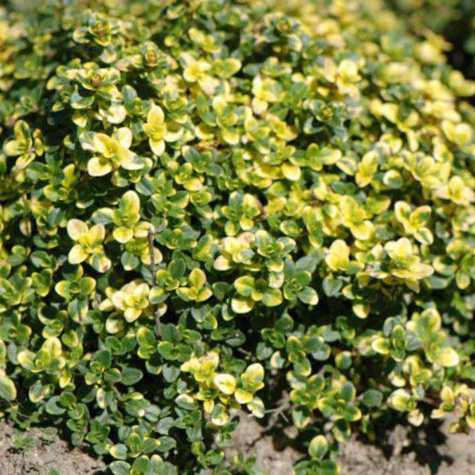 Macierzanka cytrynowa Doone Valley (C2)