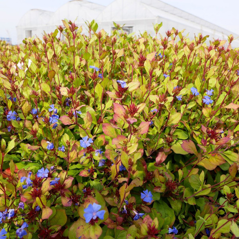 Zawciągowiec zwyczajny (C2)