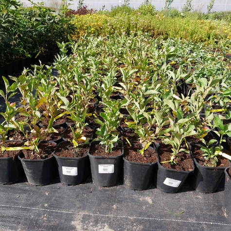 Trzmielina pospolita Red Cascade (C2)