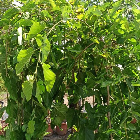 Morwa Czarna Pendula Pa 180 (C10)