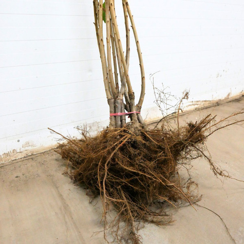 Czereśnia Wera Plant Pack