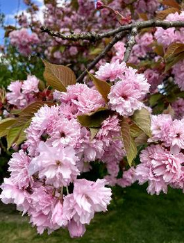 Wiśnia piłkowana Kanzan na pniu