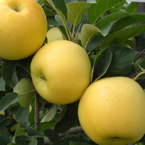 DUO Jabłoń Gala + Golden Delicious niezwykle smaczne Plant Pack